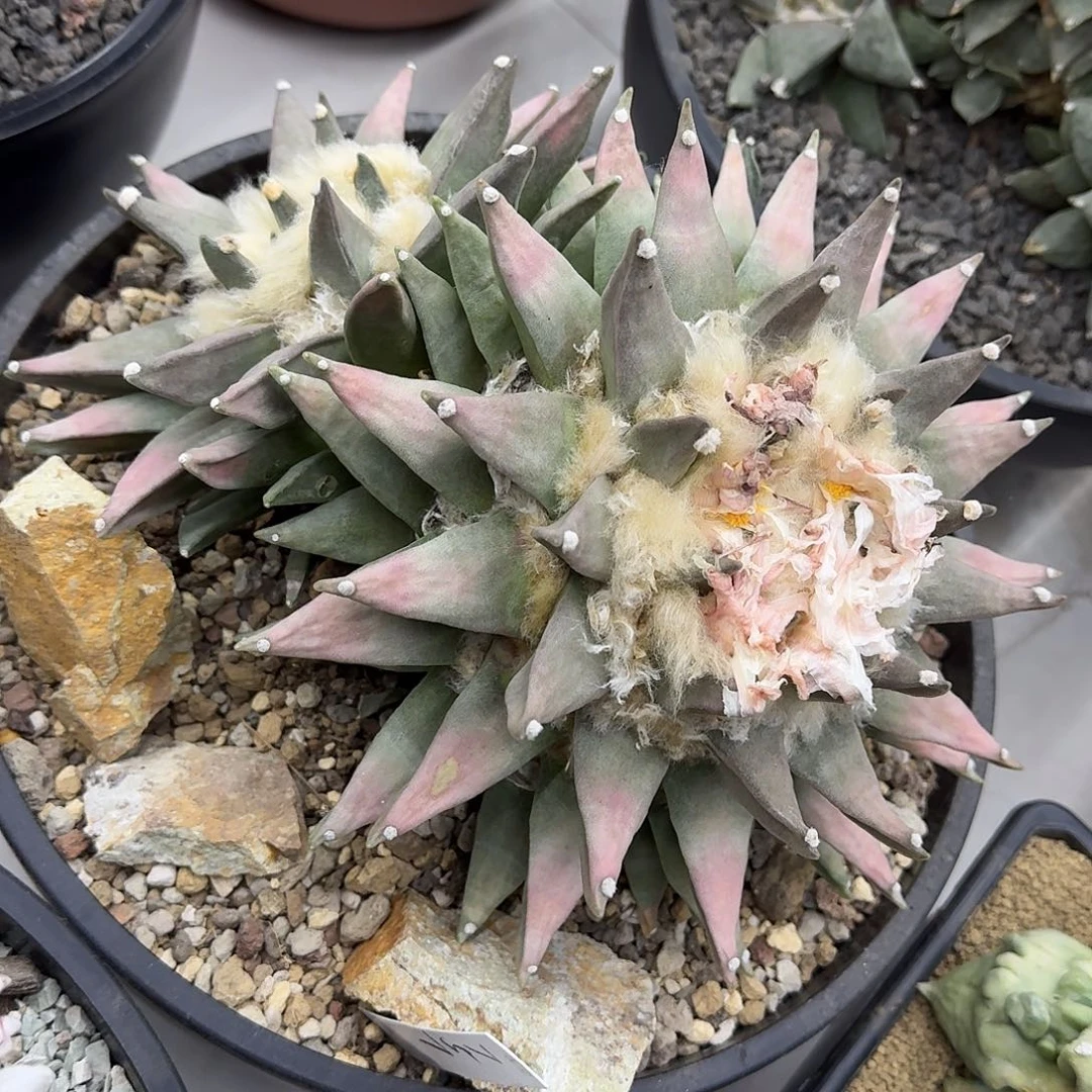 双头岩牡丹仙人球