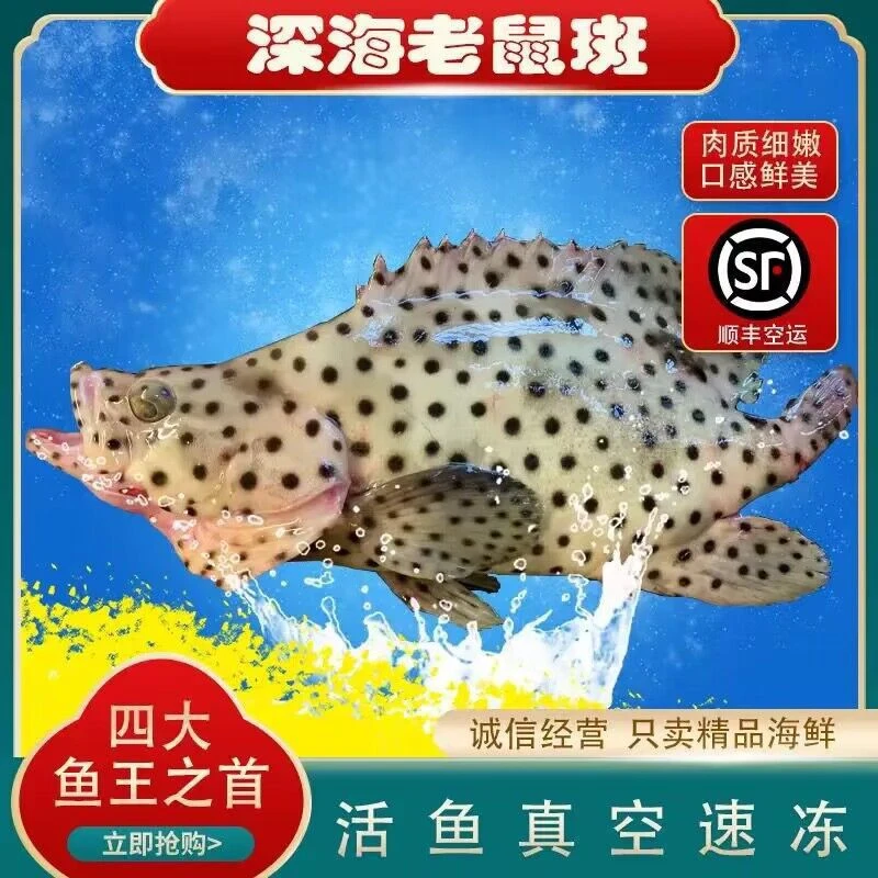 老鼠斑深海鲜冻海鲜四大鱼王生冻老鼠斑海斑点鱼驼背鲈石斑鱼2/8