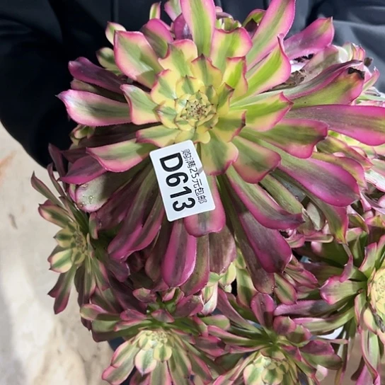 萍**逢多肉植物一个