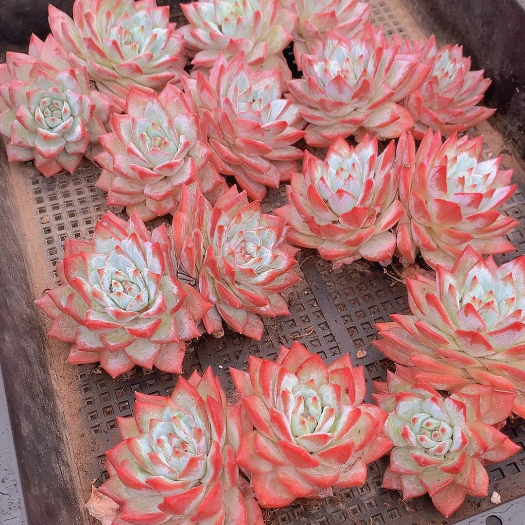 双头粉蓝鸟35667889的999