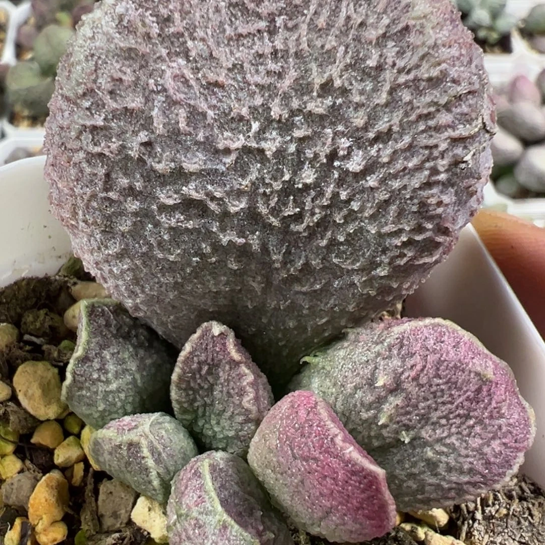 哈默猪肝大胖子多肉植物水泡