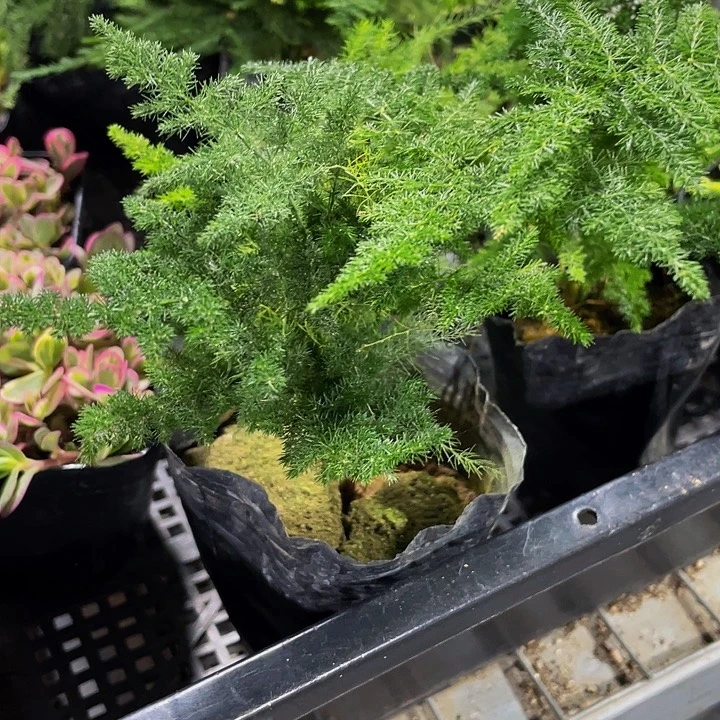 文竹1.8带盆土发货