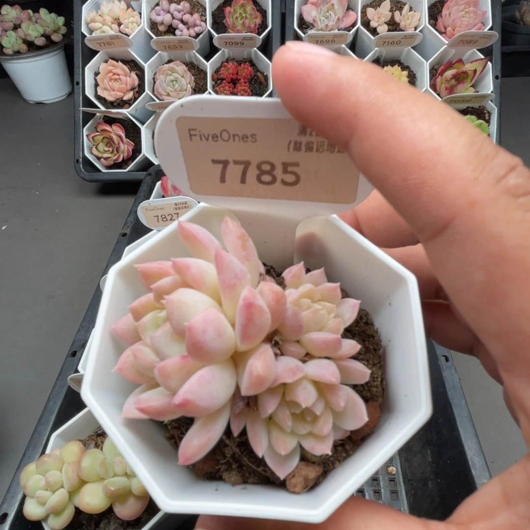 7785 白雪5.0厘米