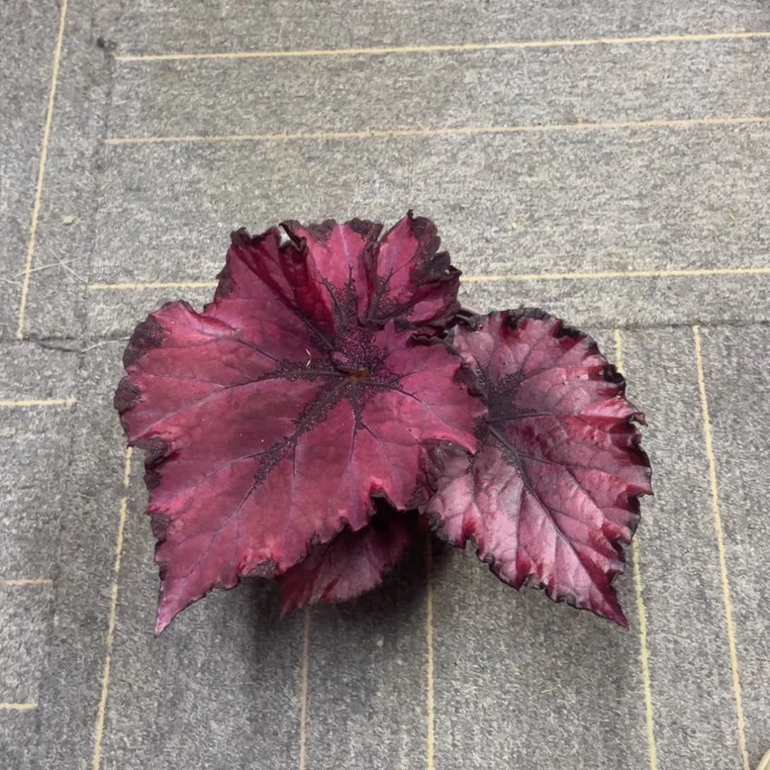 完全开放大心秋海棠
