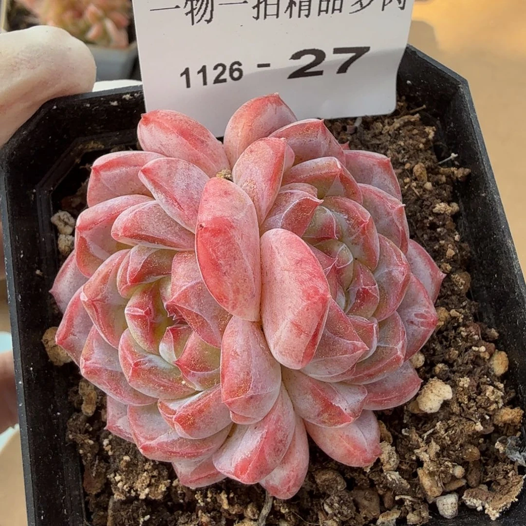1126-27单颗多肉，