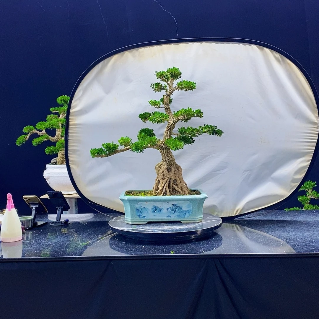 无花朵黄杨盆景造型