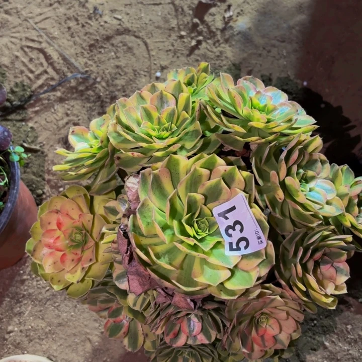 531雨荷多肉植物不售后