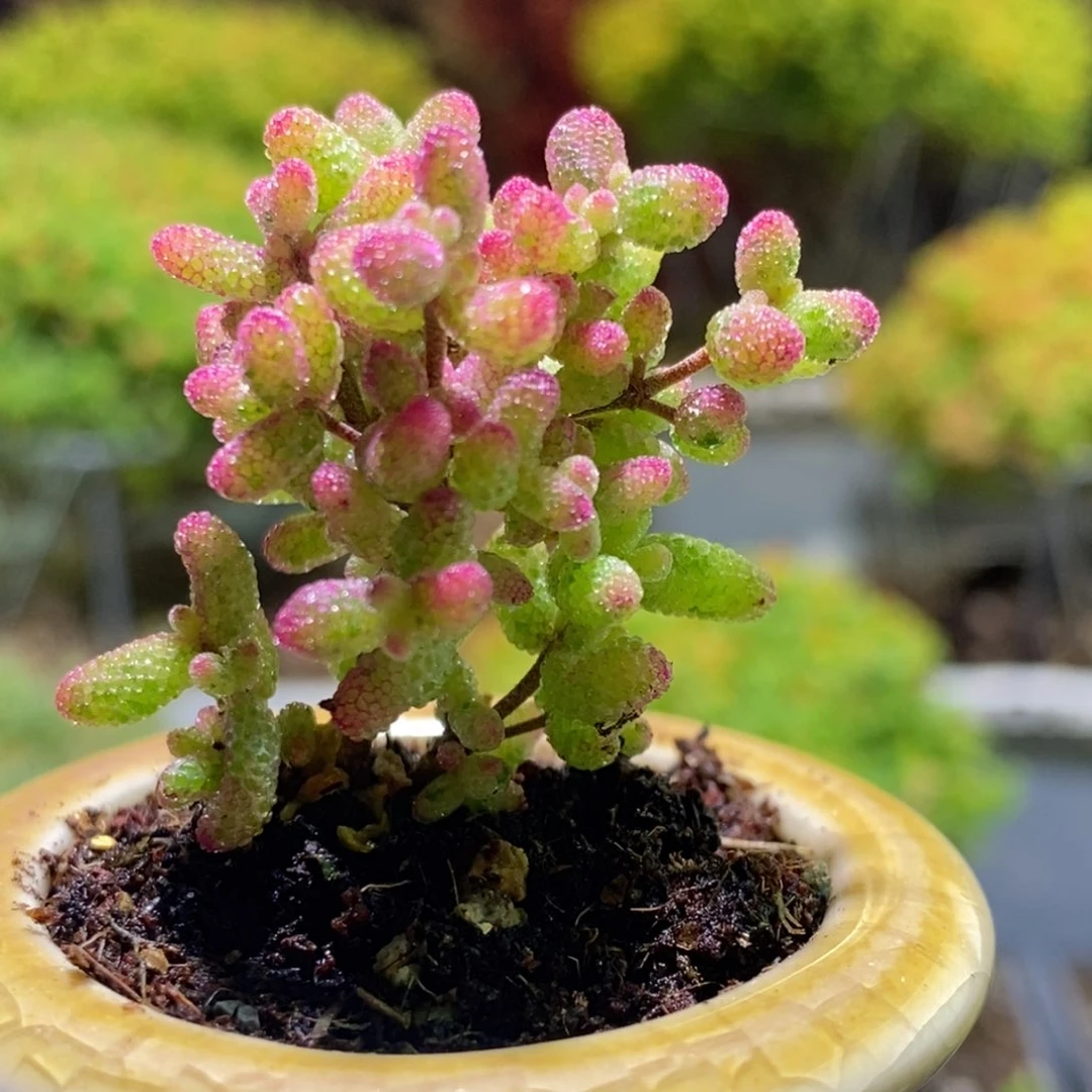花斑锦882枝干番杏882
