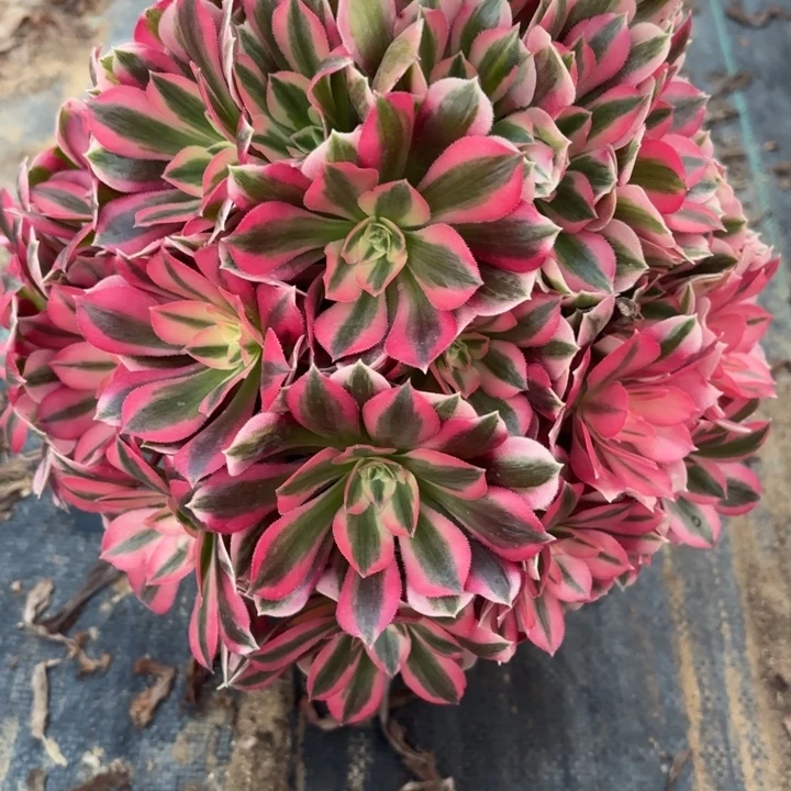 *****粉女巫多肉法师不包损58