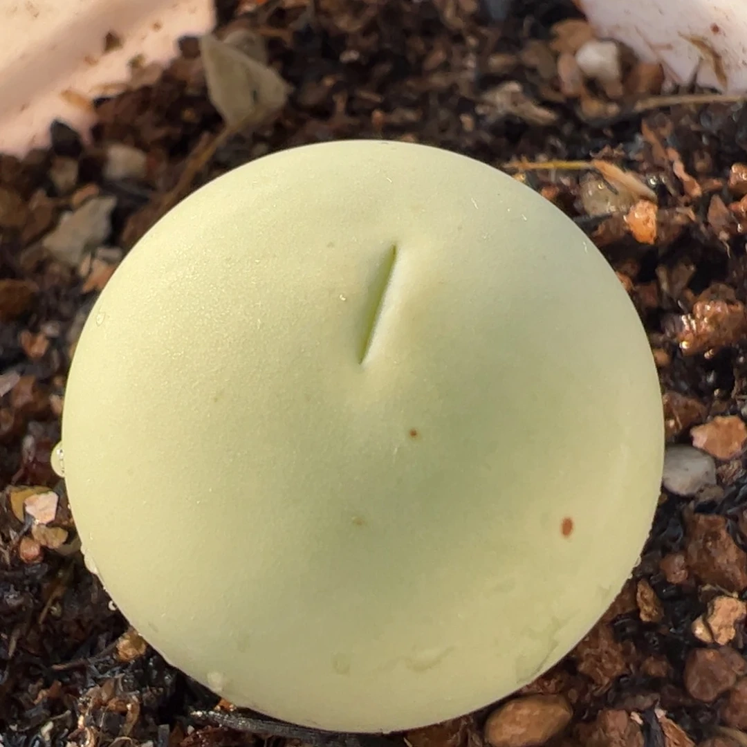 鸽子蛋母本多肉植物百科