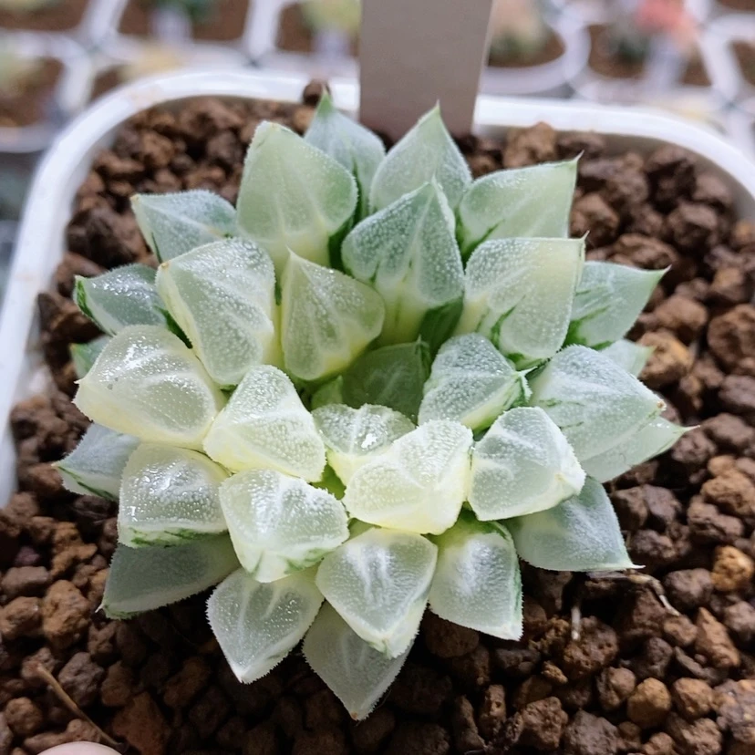 【闪购商品】56爱心寿