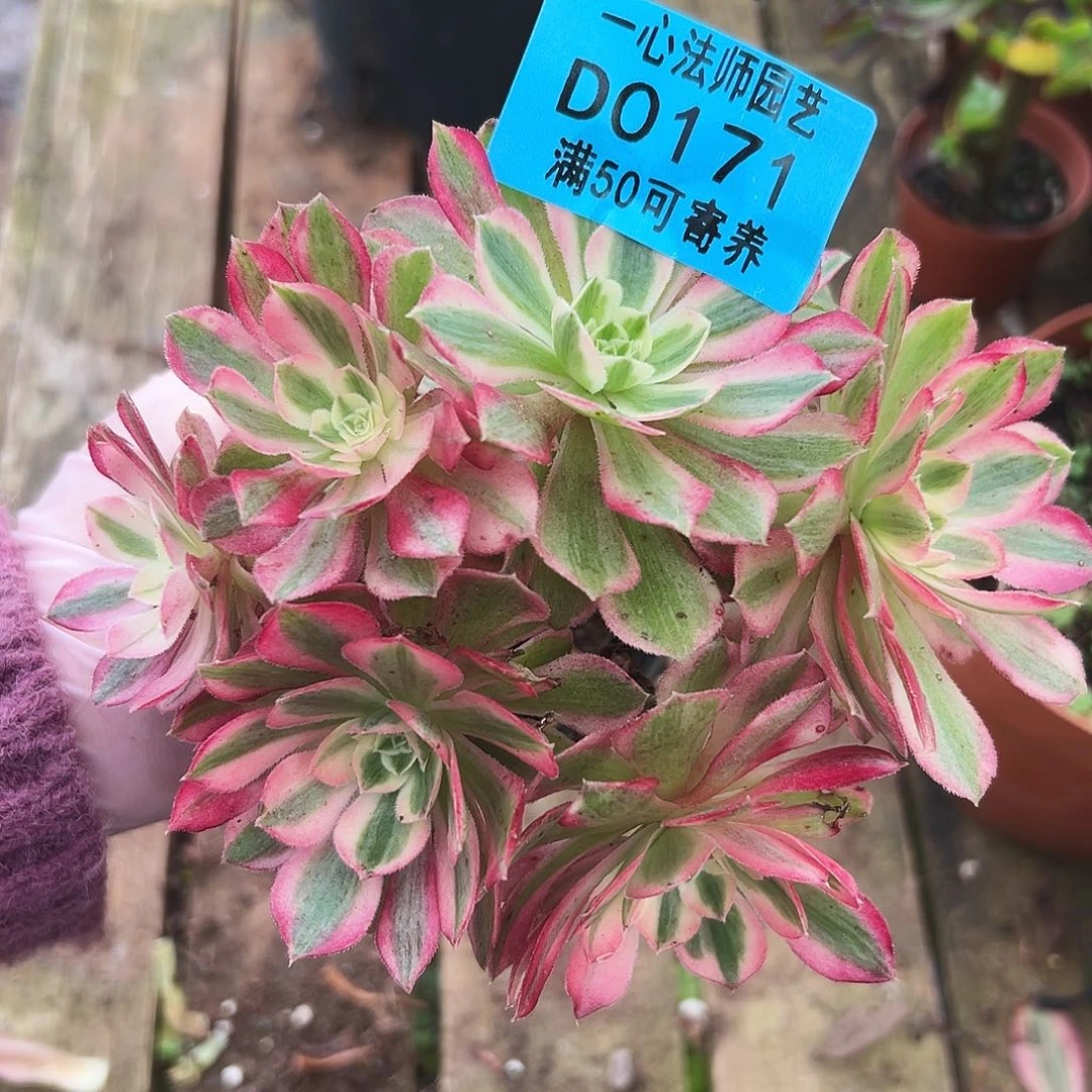 多肉植物多肉植物0171