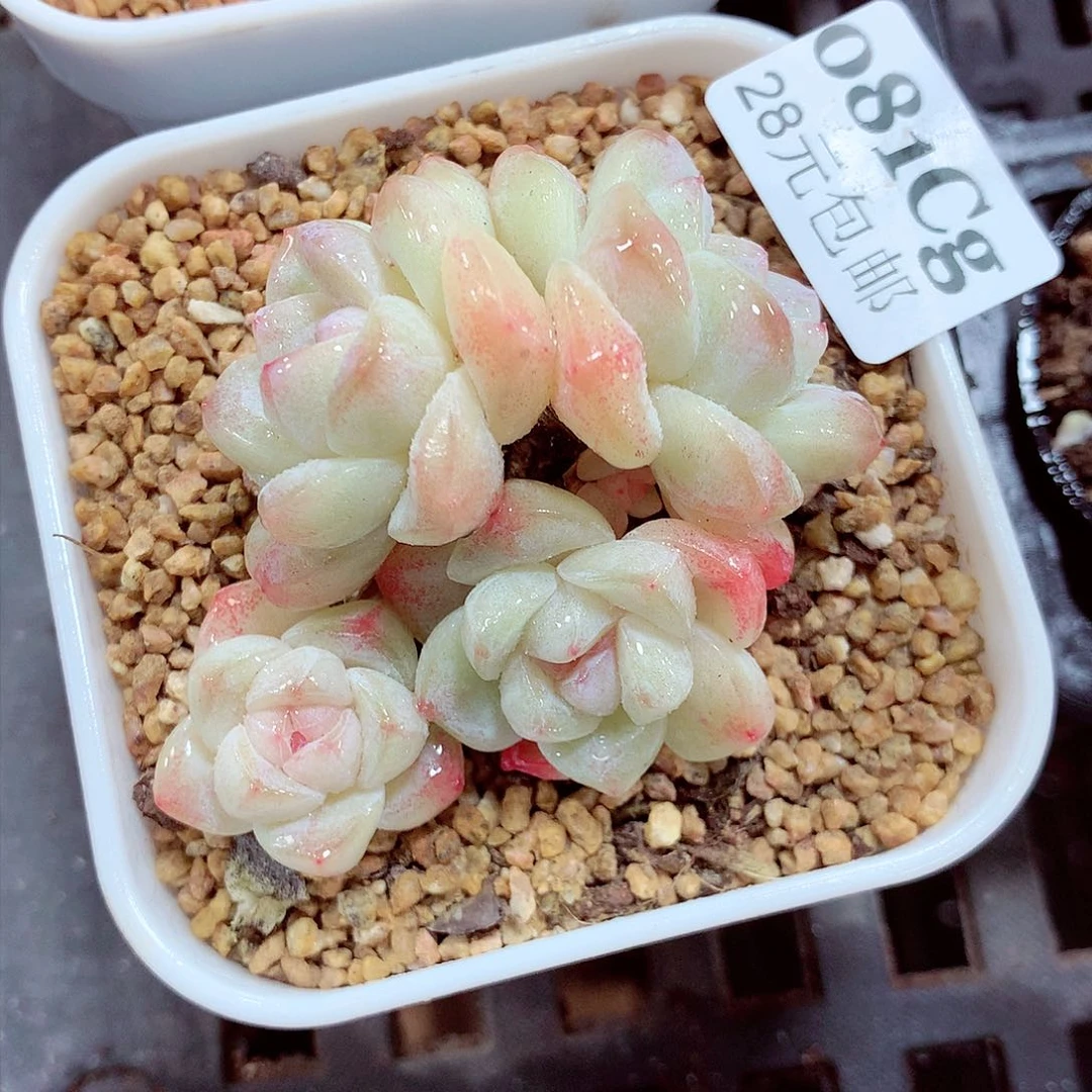 5厘米盆精控多肉081