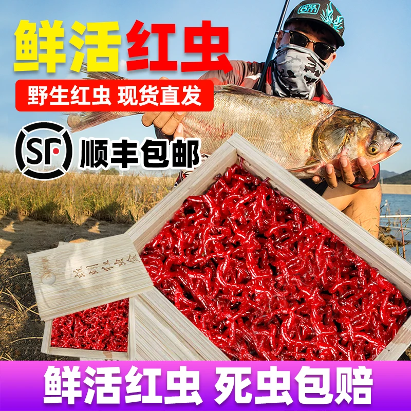 鲜活红虫特大号公虫活体活饵喂鱼饵拉饵鲫鱼野钓饵料钓鱼蚯蚓鱼饵