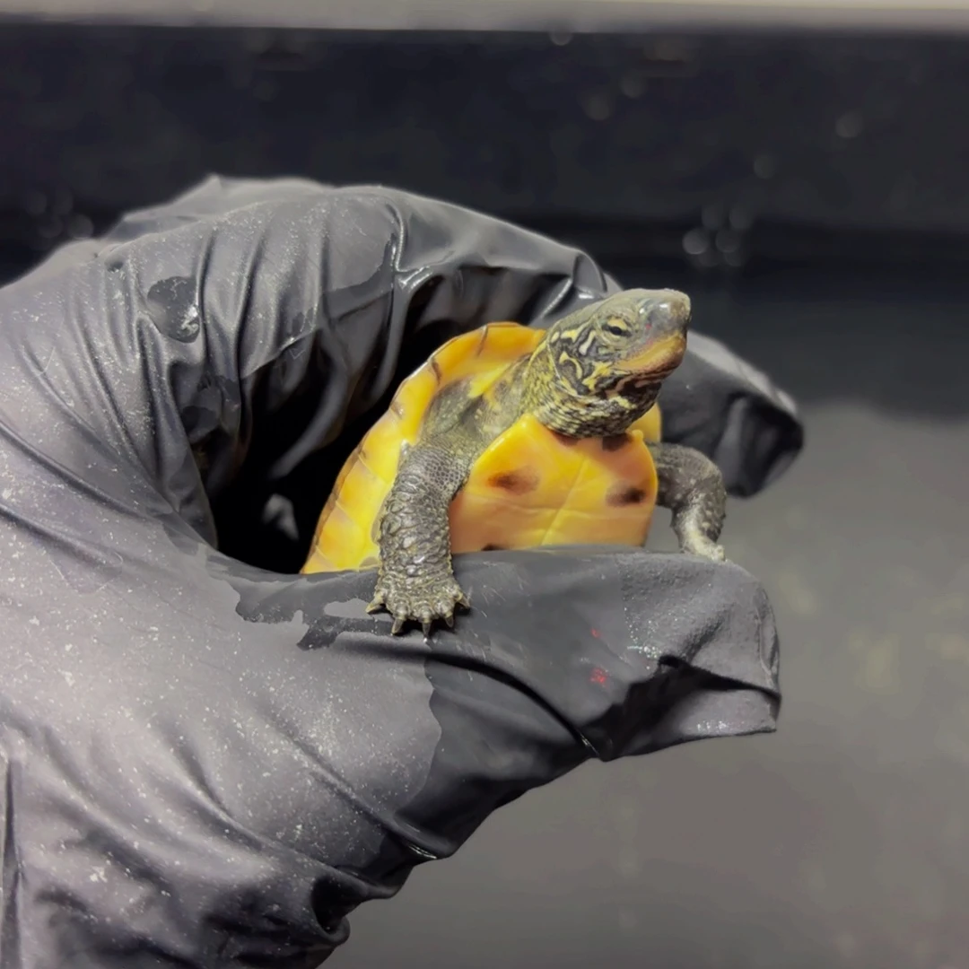 中华草龟母极品田黄