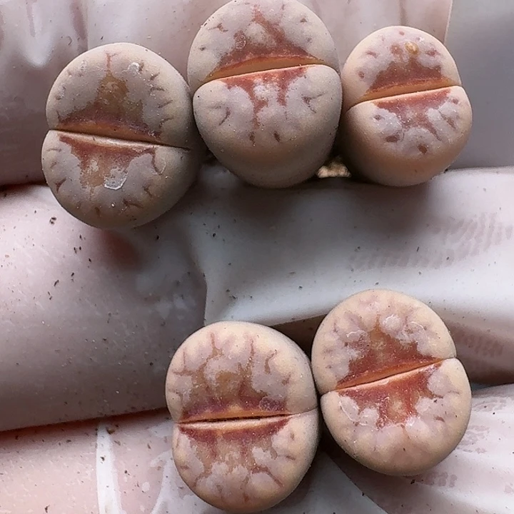 1227清框特价热唇