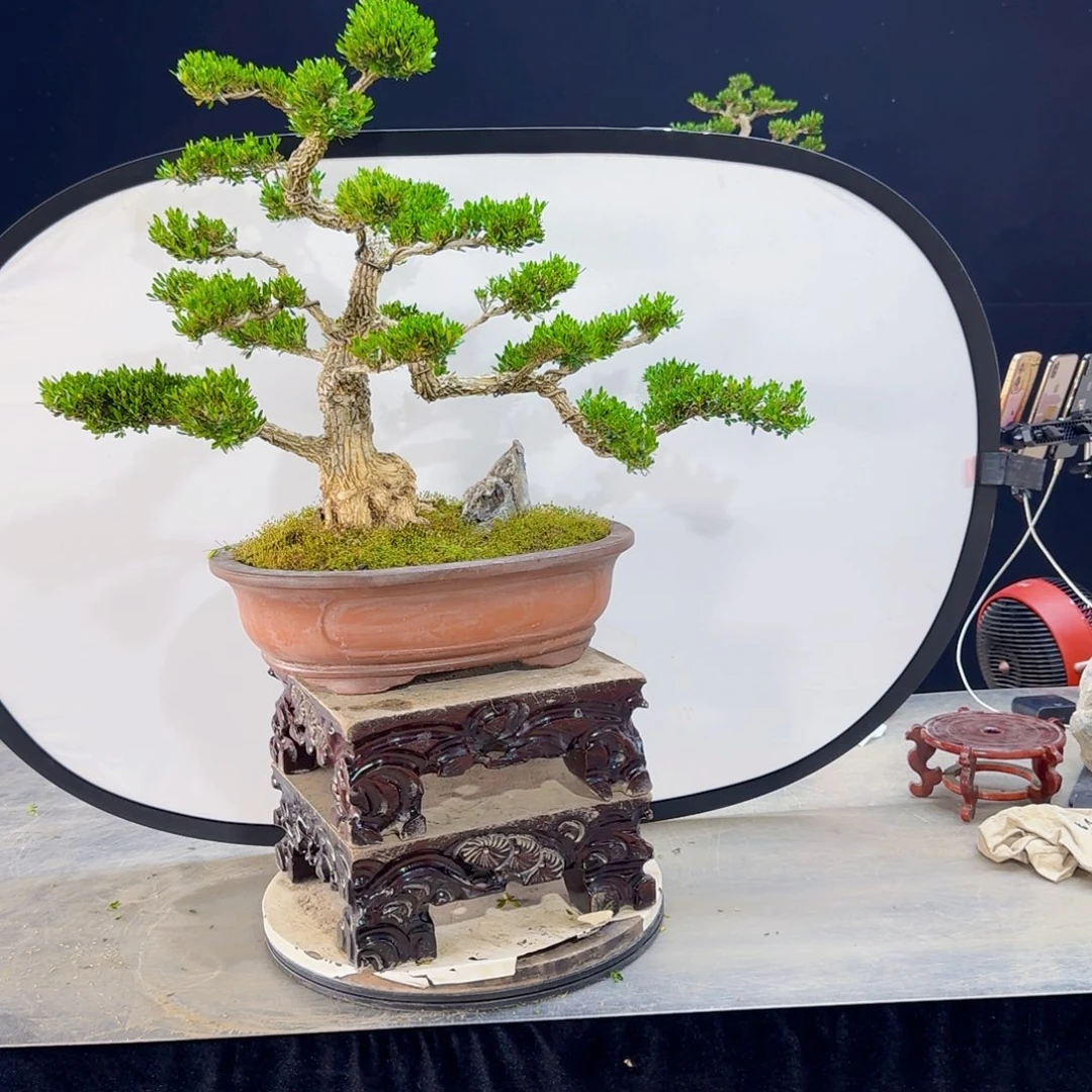 高端盆景艺术作品