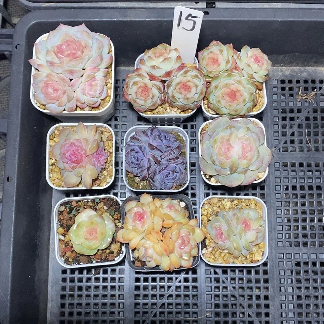 爱***315号一筐9颗多肉植物带盆土