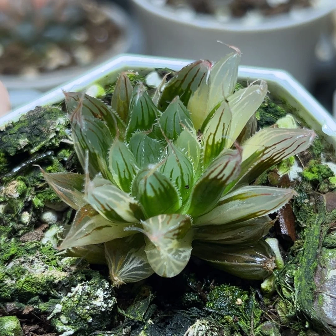 恭喜发财大吉大利611