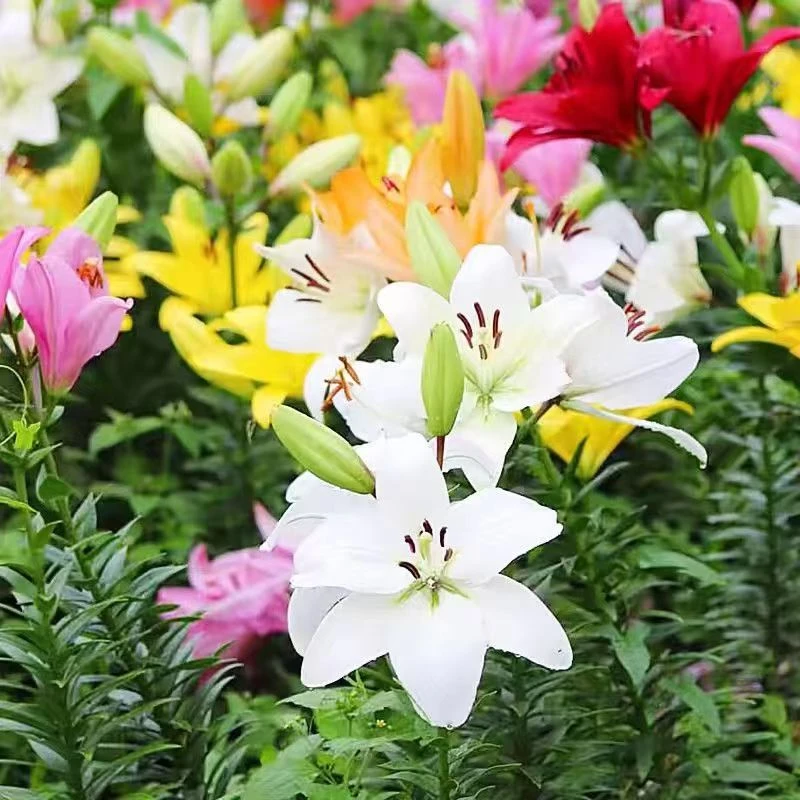 带盆带土种好发货香水百合种球浓香型室内四季盆栽花卉