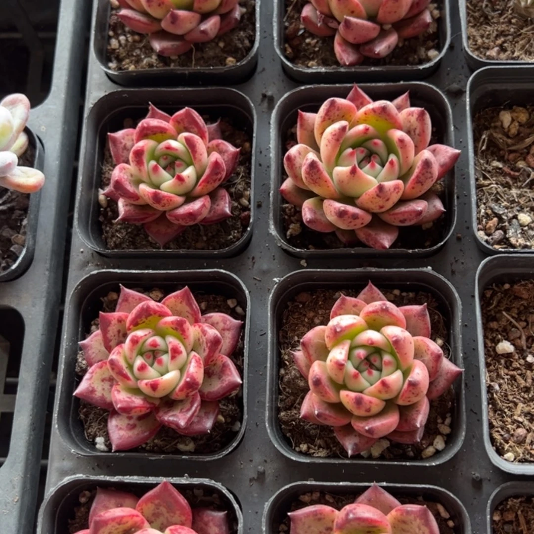 红颜蜜语到手1颗量拍多肉满18元包邮下午发货