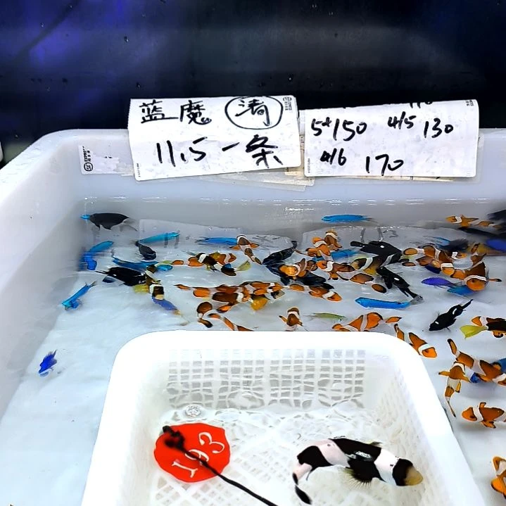 黑豹7+/5-46-193海水