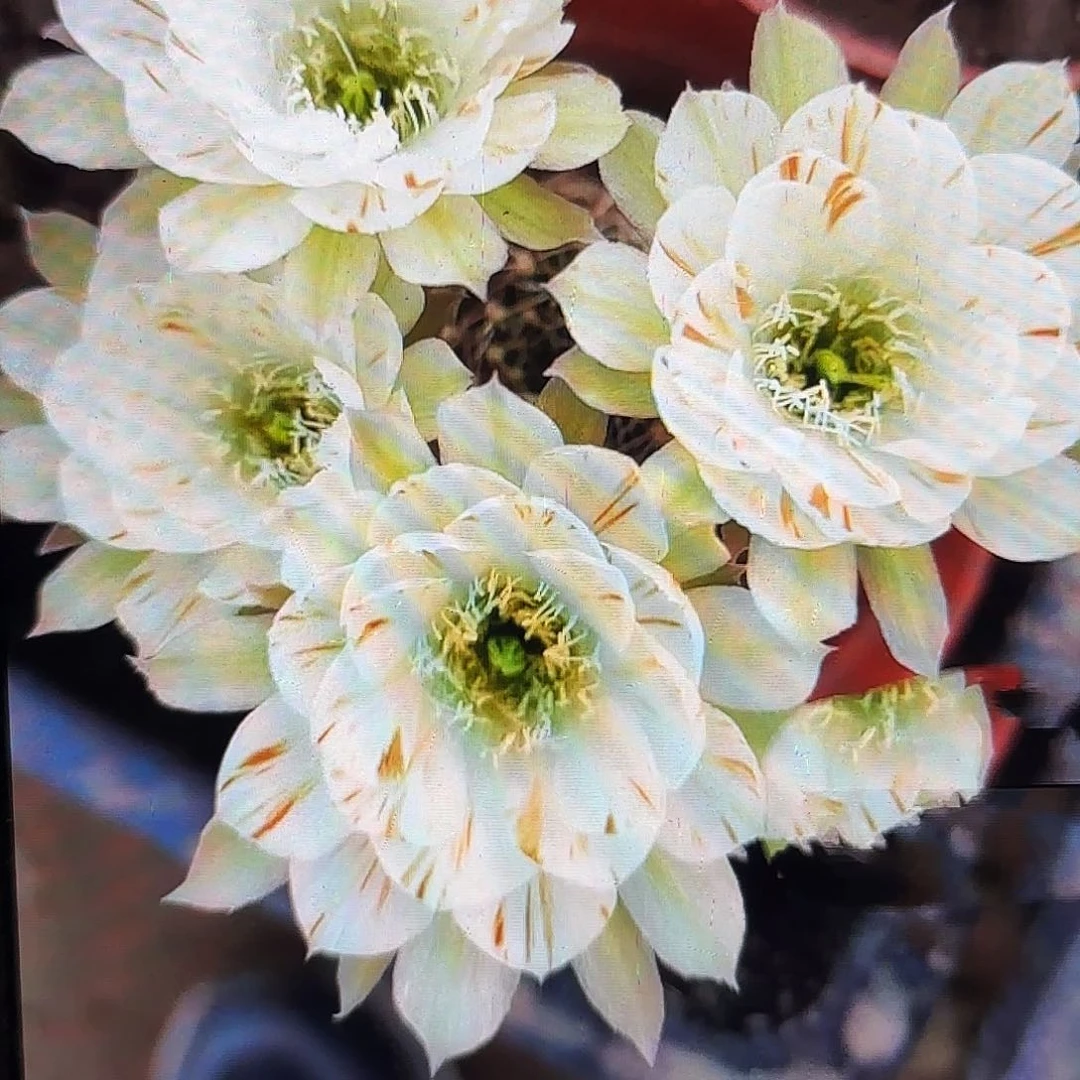 白拉丝丽哈侧牙20包邮7