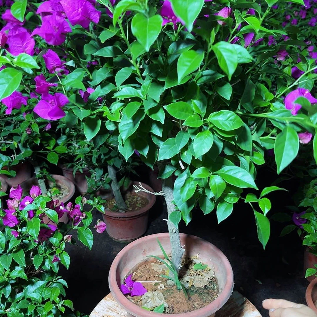 大部分开放少量花苞