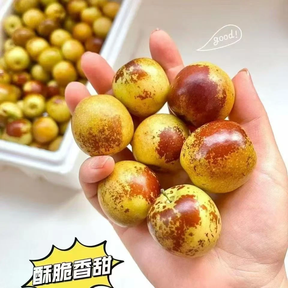 新疆牛奶冬枣新鲜脆甜孕妇水果大红应季枣子鲜枣现摘