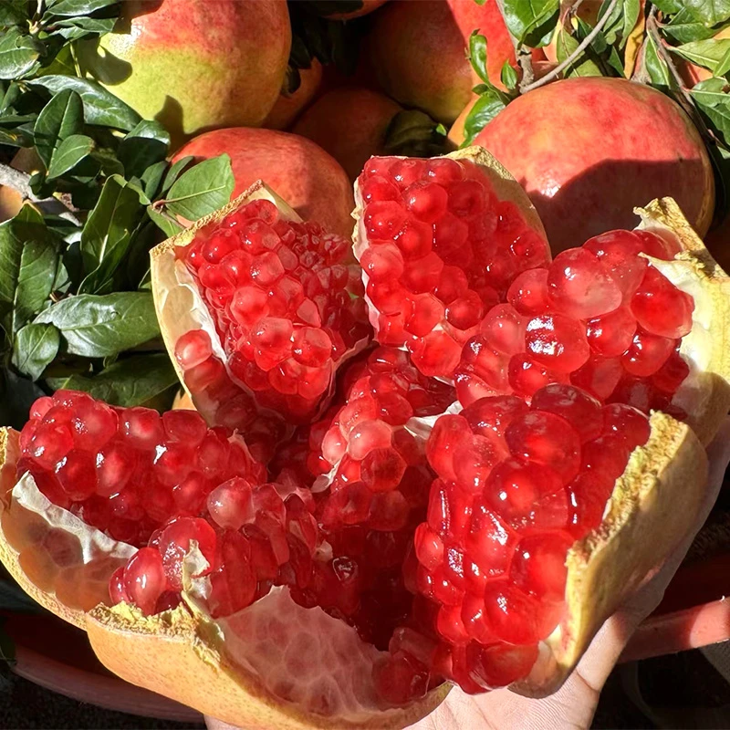 【坏果包赔】正宗四川会理石榴鲜甜应季水果香甜饱满采摘新鲜营养tz