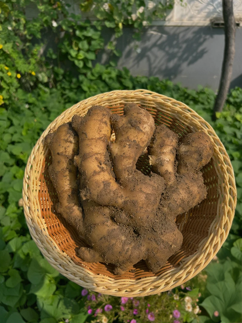 新鲜现挖河北泥姜窖藏姜老姜大姜辛辣味足带泥老姜批发精品大姜