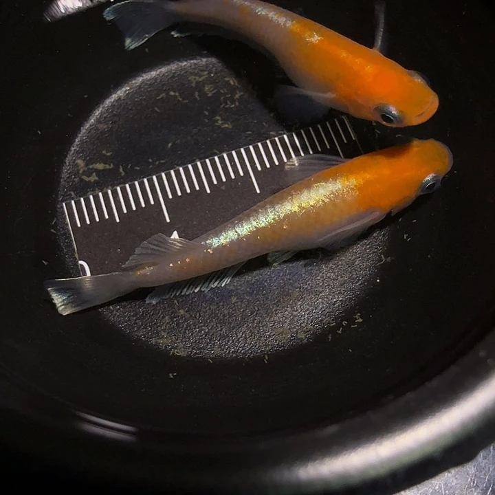 青鳉鱼一物一拍499