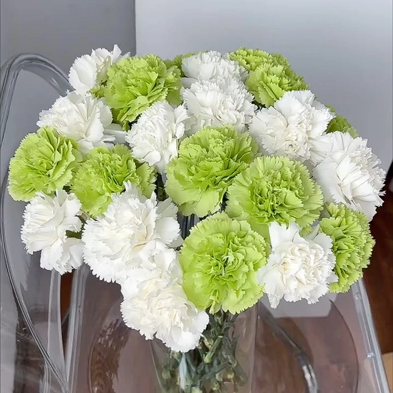 白绿康乃馨20支【1单包邮】 云南鲜花