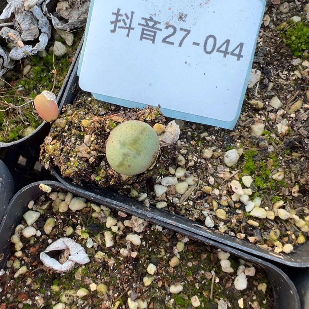 27-44肉锥多肉植物