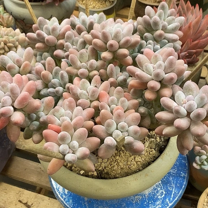 多肉植物肉肉植物