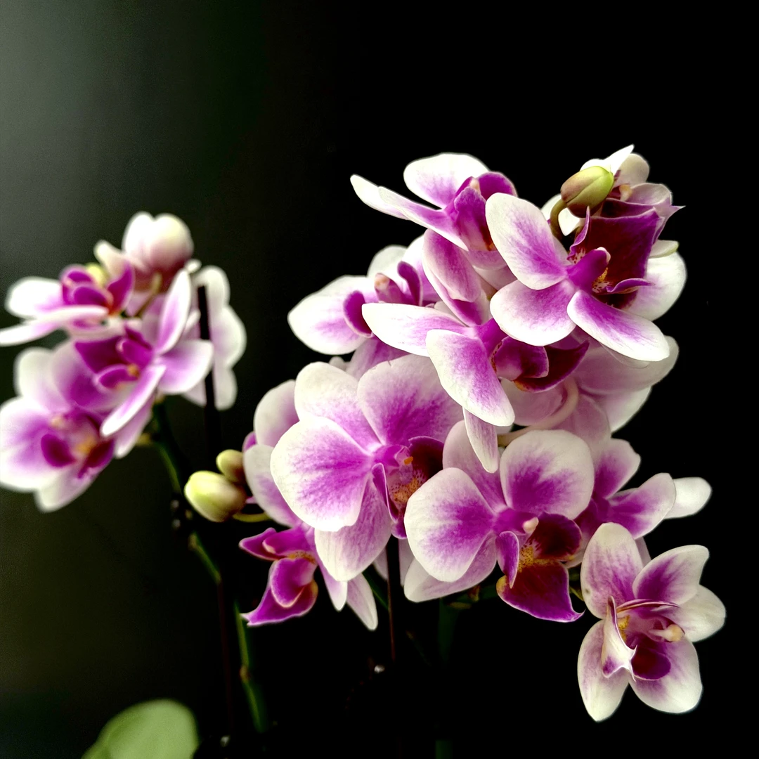 蝴蝶兰--【馨香美人】任意两颗包邮，只拍一颗发苗！！