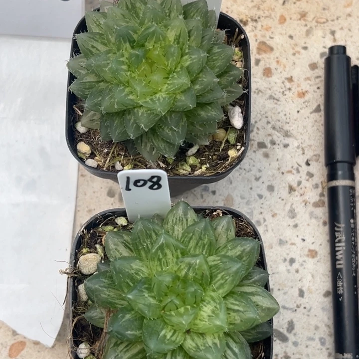 幸*108，299发发发发发发