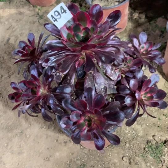 494法师多肉丽娜