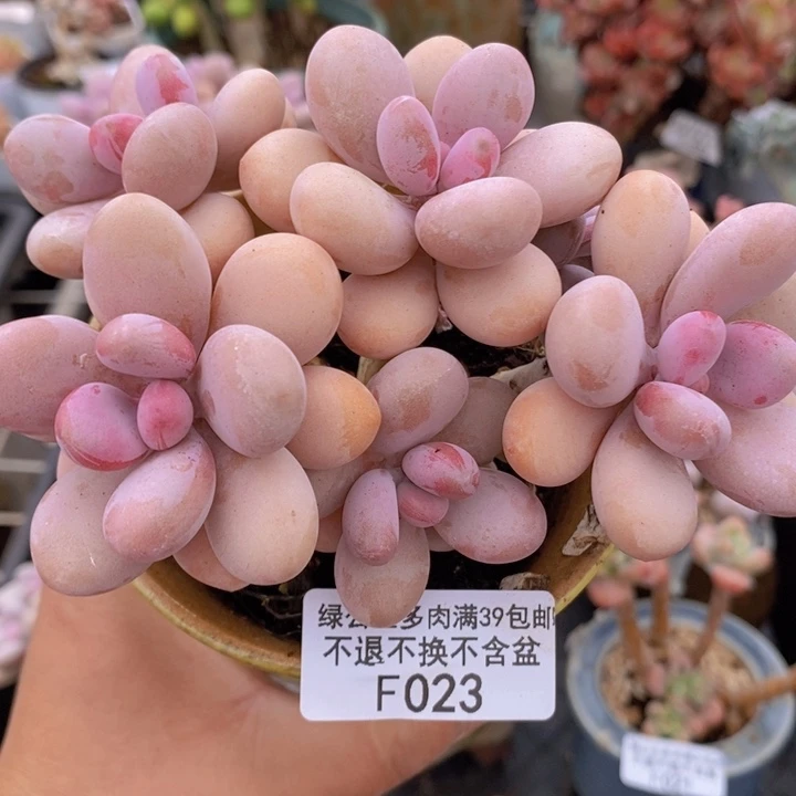 糖果桃蛋老桩12cm023多肉植物