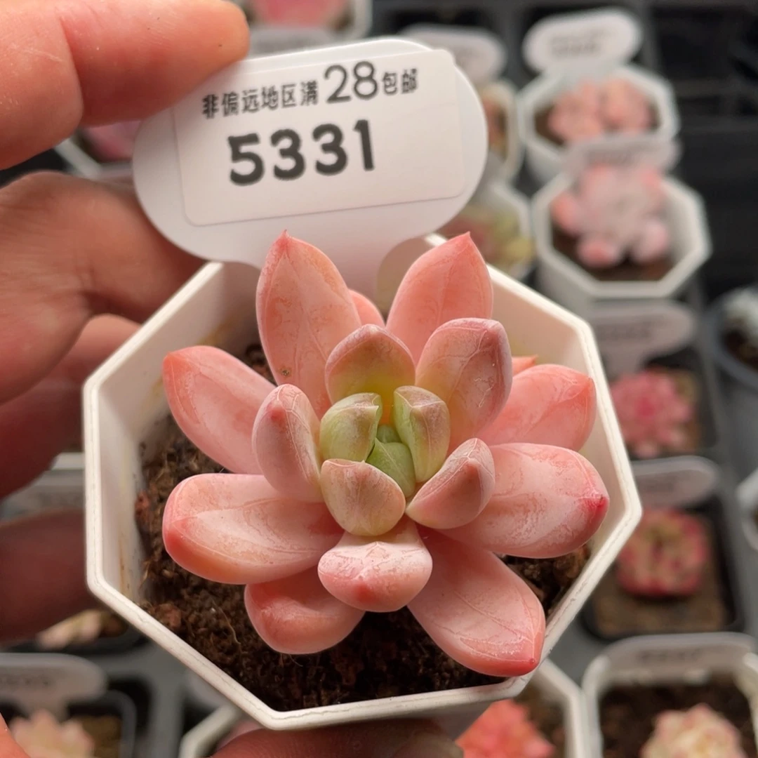 幻境5331-5.5厘米