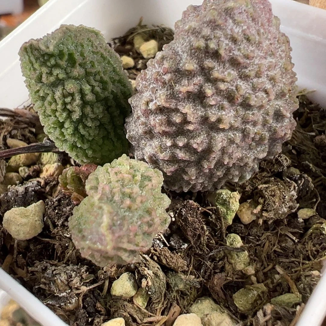 实生新品多肉植物水泡实生新品