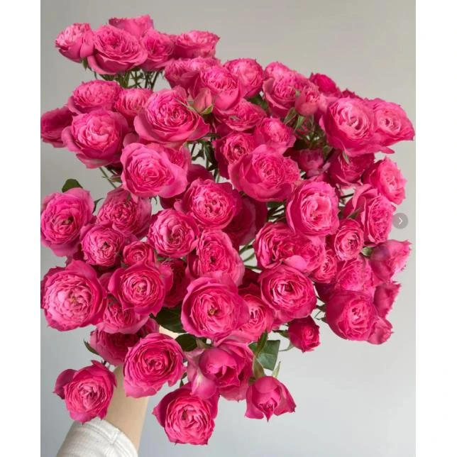 定制精选 苏菲宝贝--多头玫瑰--气质冷艳 、自然损耗包赔