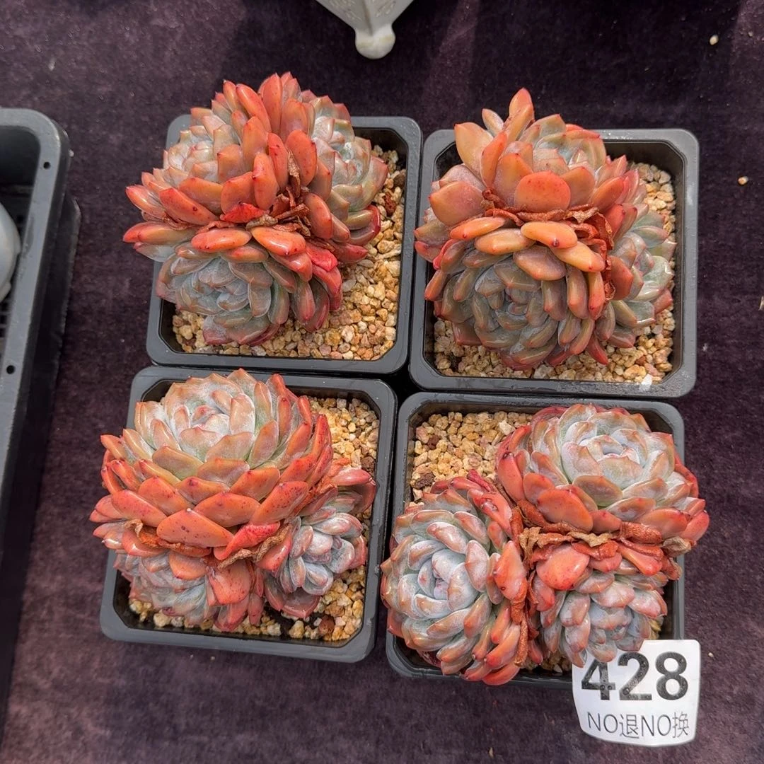 4颗一起一物一拍428