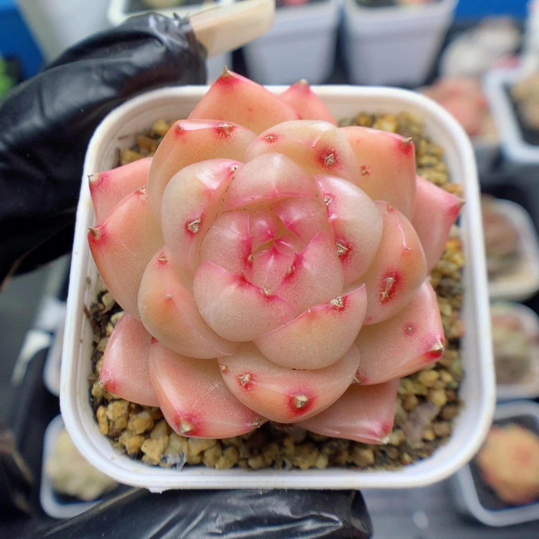 多肉植物。 麦秆30