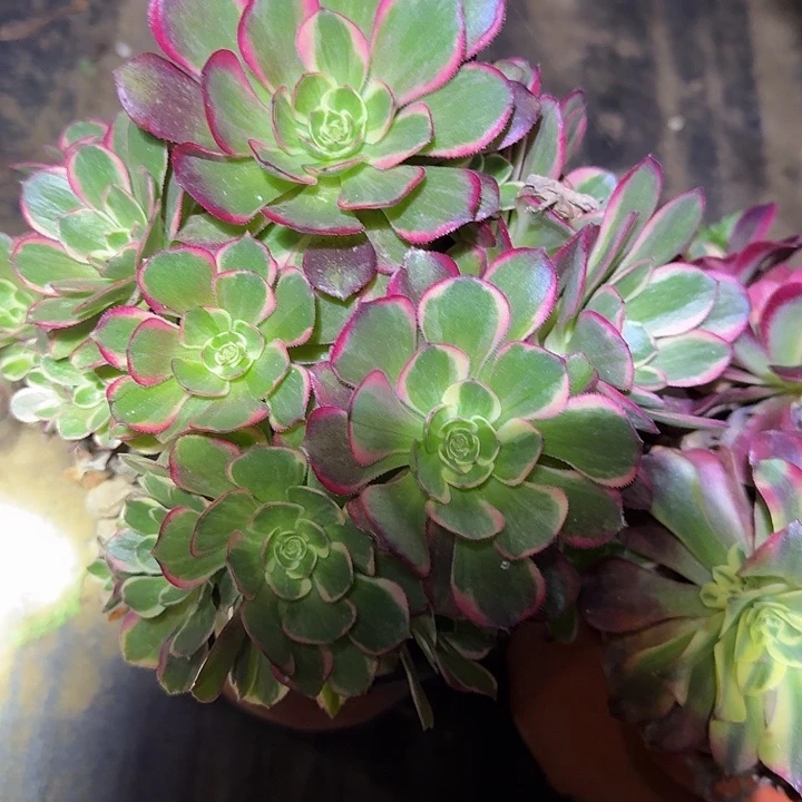 精品老桩组合亏本福利25