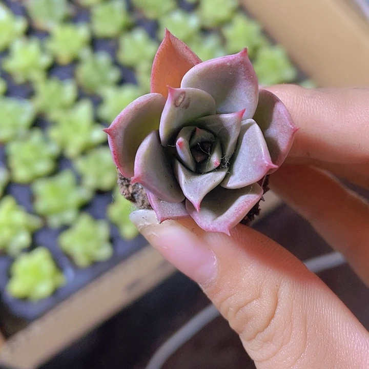 29精品米娅2颗一组