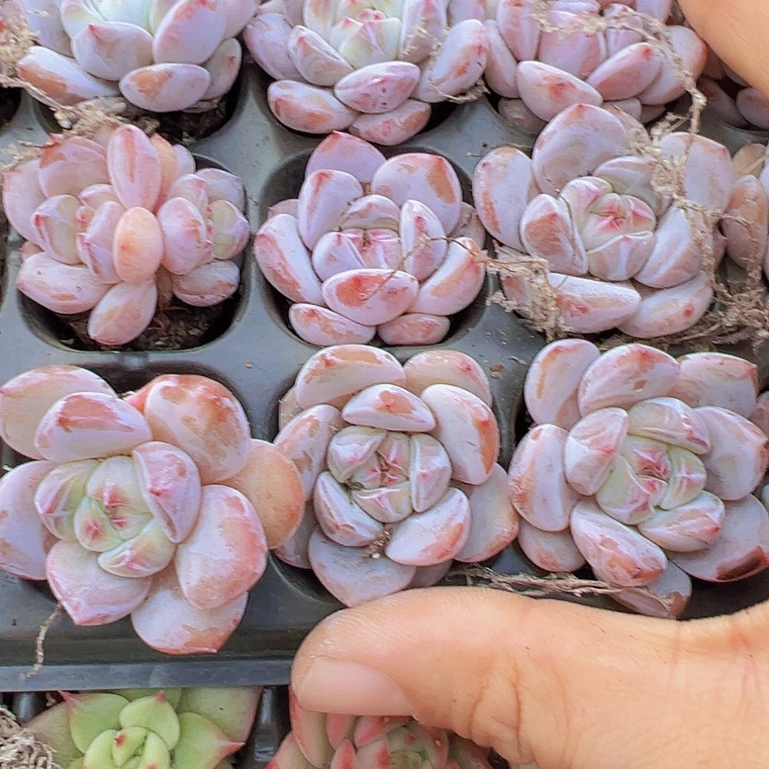 石榴籽苗5颗多肉植物