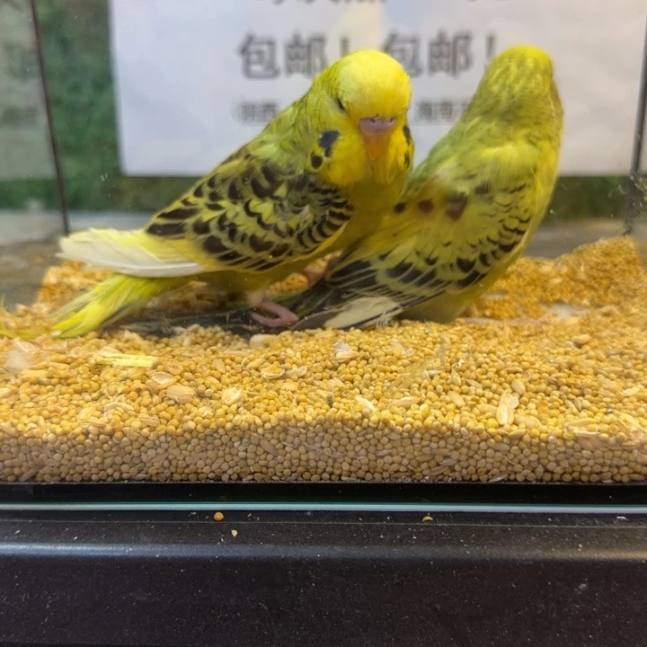 虎皮鹦鹉大头虎皮鹦鹉