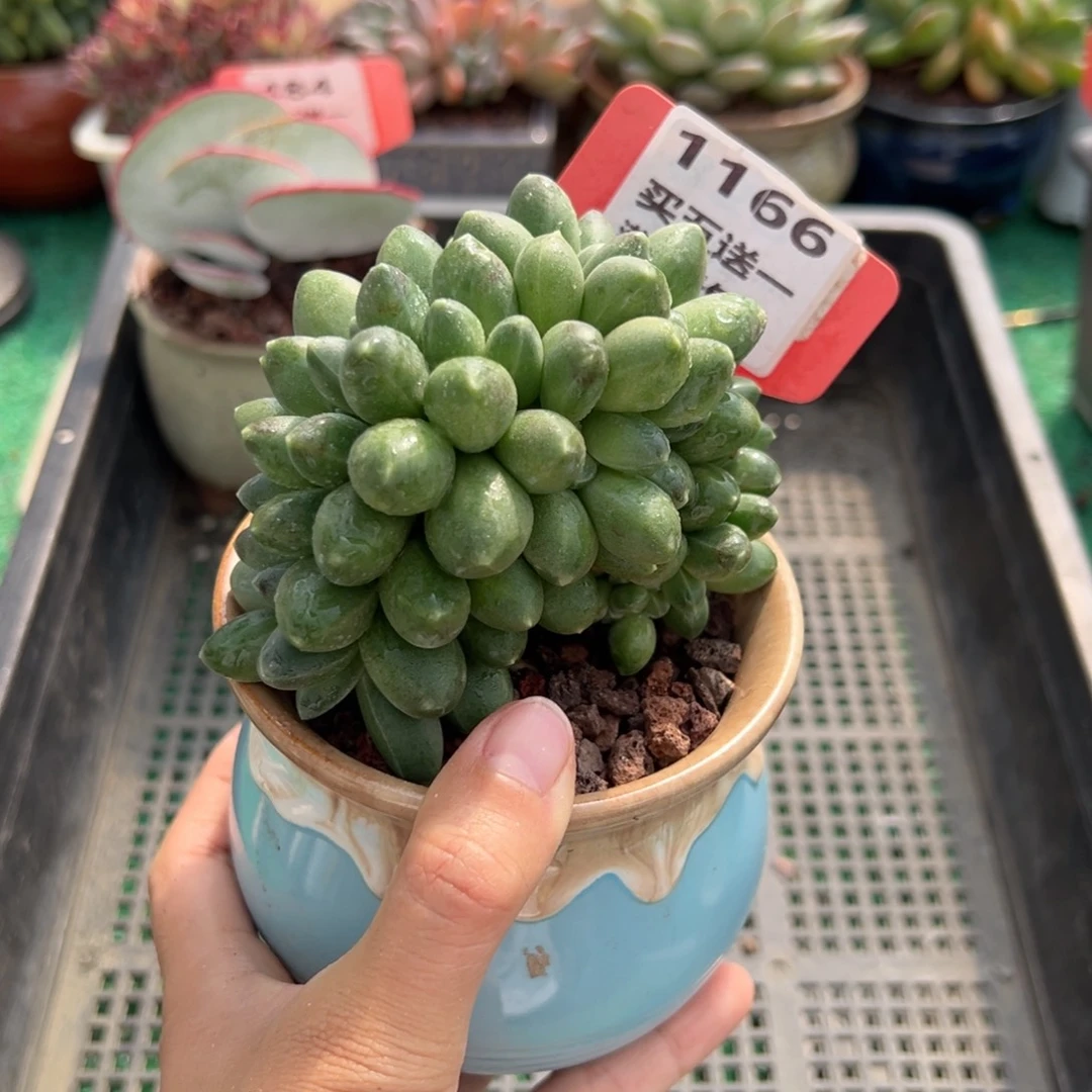 表妹精品多肉植物1166.
