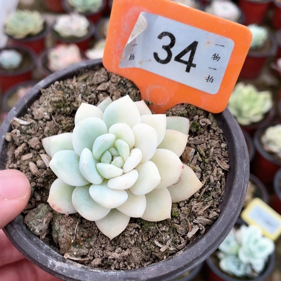 【闪购商品】34号的